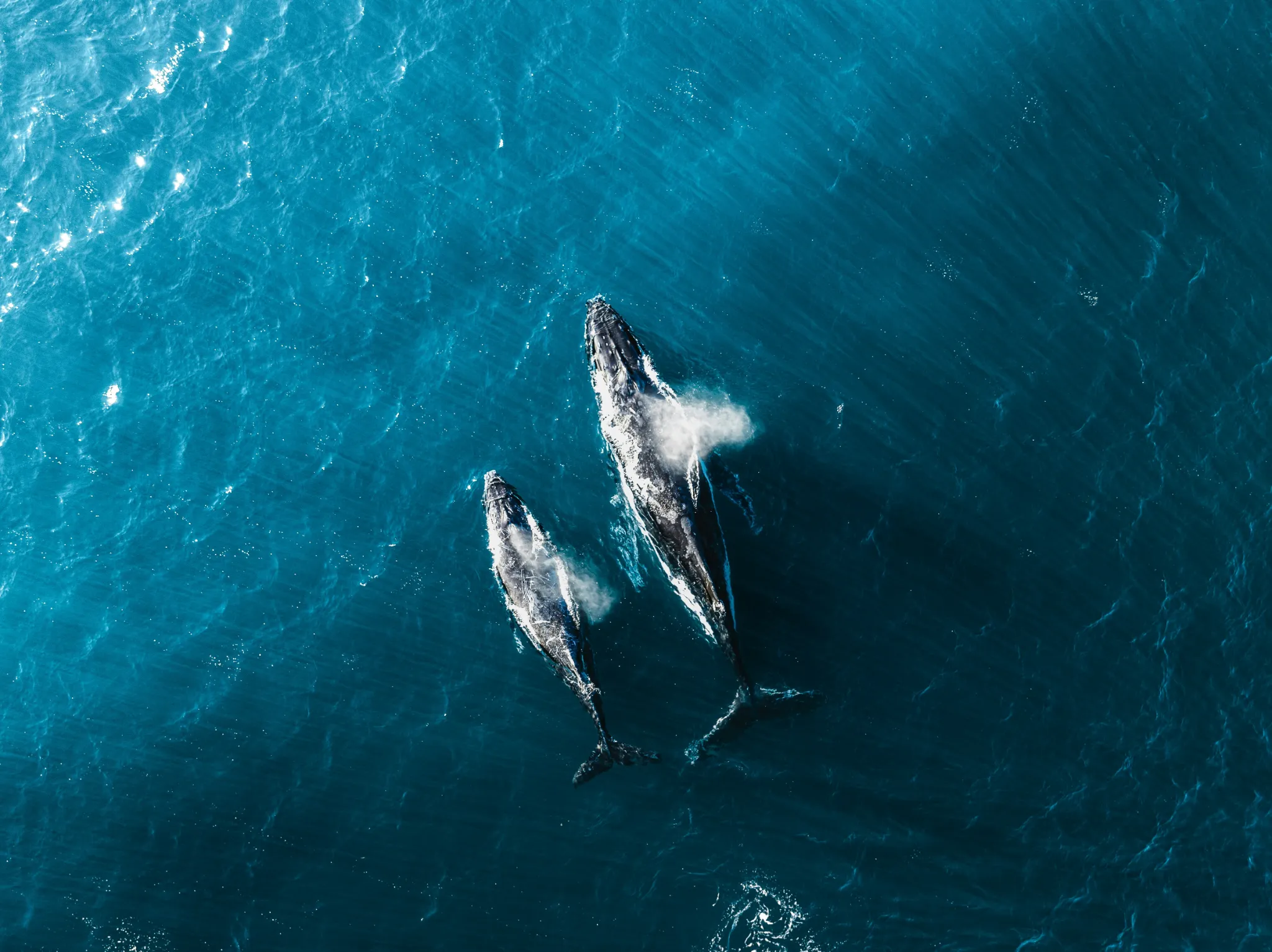 Two whales swim in the deep blue ocean near Zinkwazi, spraying mist from their blowholes.