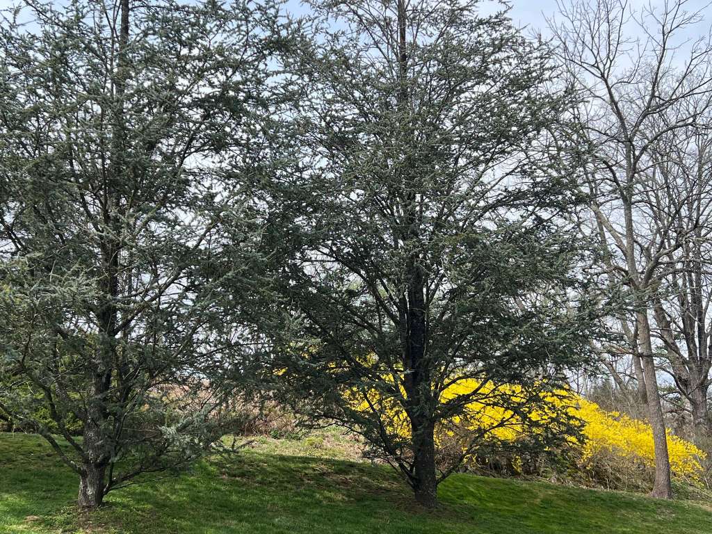 Long Meadow Landscaping