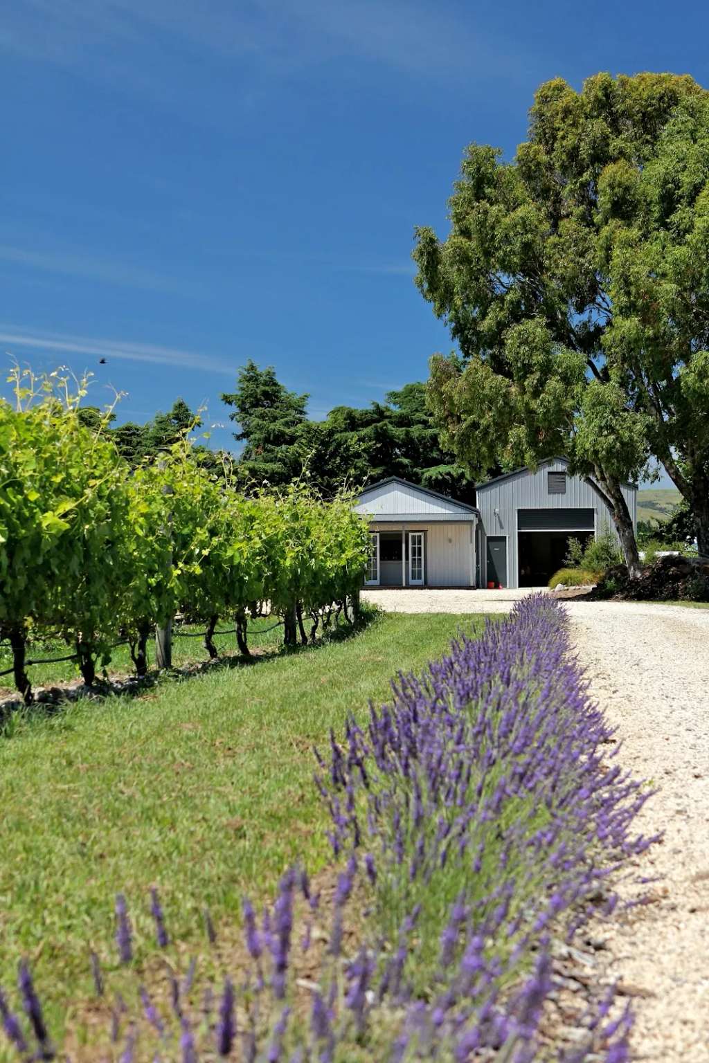 Cambridge Road Vineyard - Martinborough