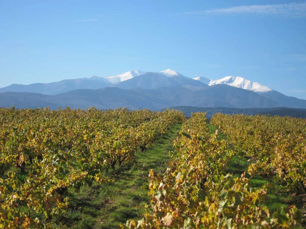 Domaine Saqué - exploitation agricole