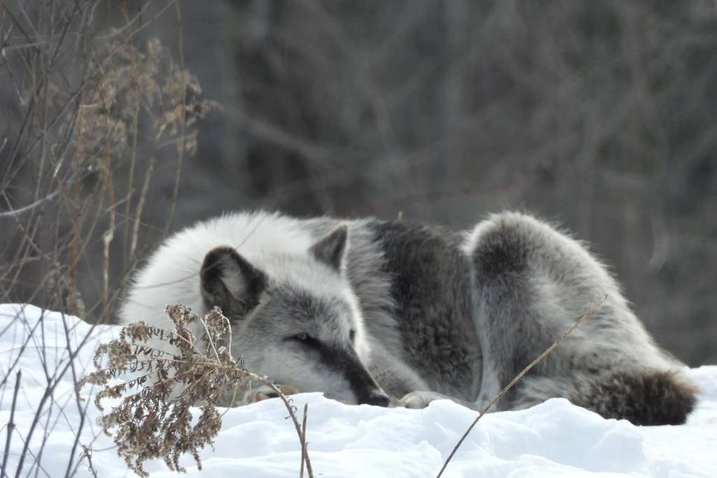 Shalom Wildlife Sanctuary LLC