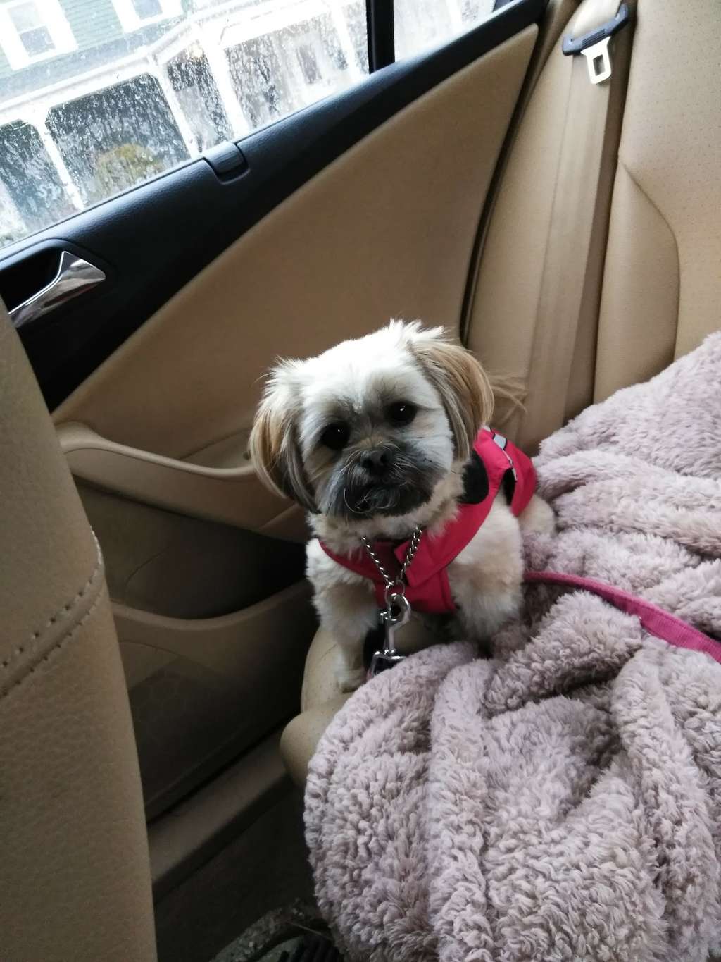Posh Pooch
