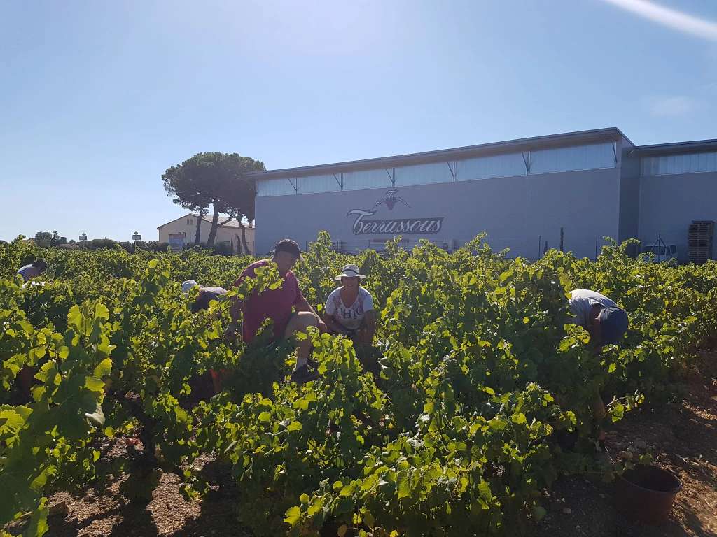 Terrassous - Cave à vin de Terrats