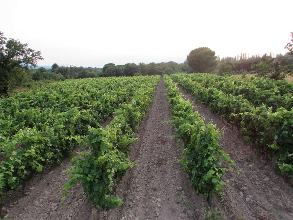 Wineries & Breweries