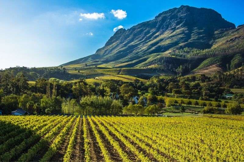 Luhambo Tours - Exclusive Wine Tours Cape Town