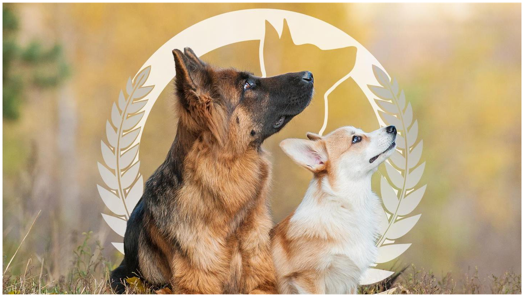 Dog Training Elite Milwaukee