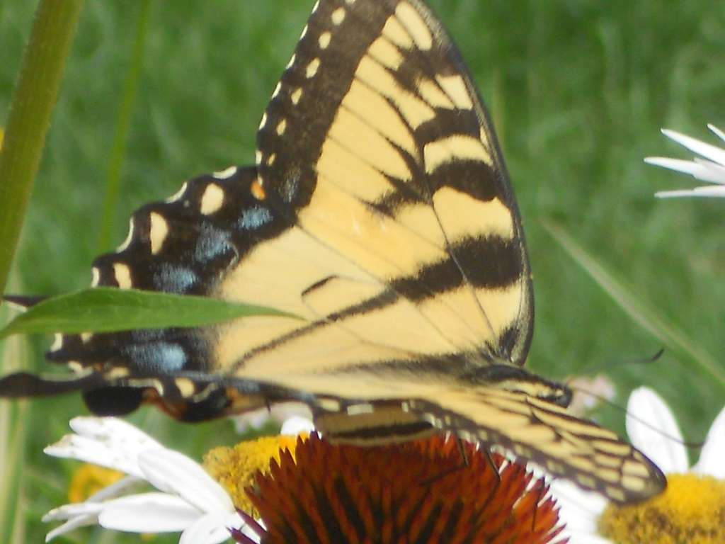 Alter-native Healing Holistic Counselor and EFT Practitioner