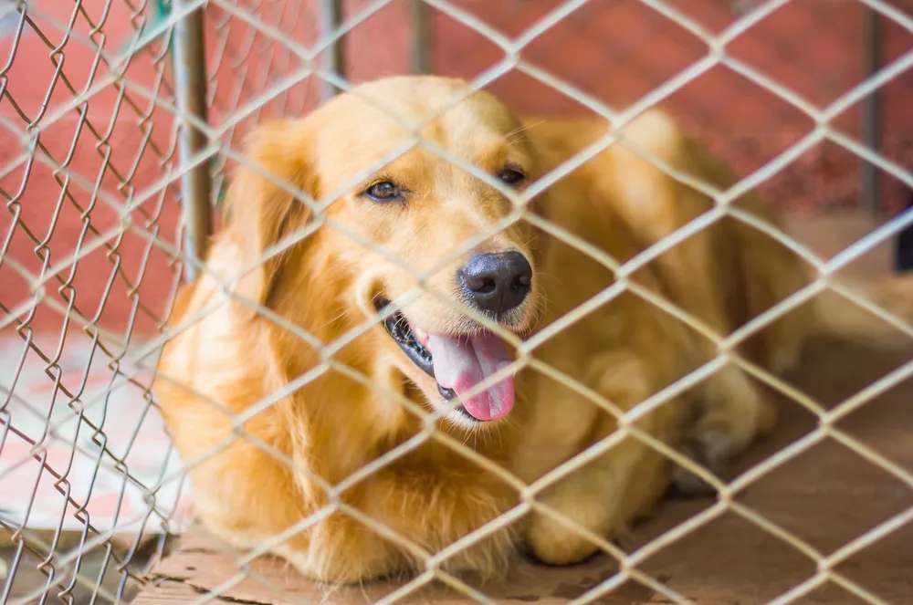 Barnhill Kennels