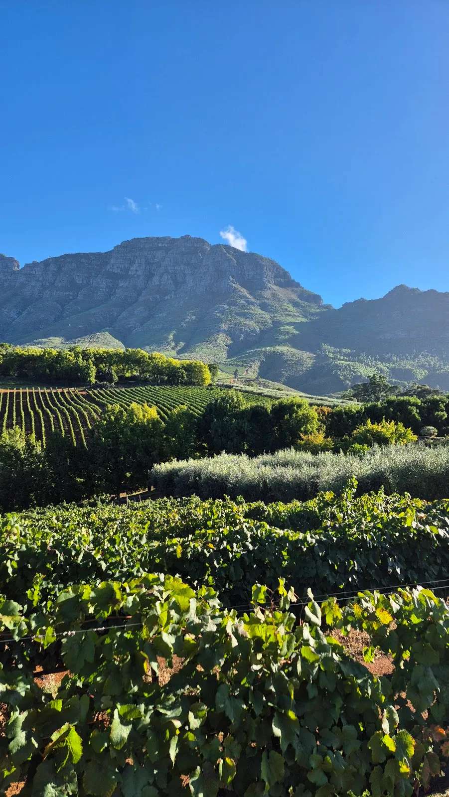 STELLENBOSCH WINE WALK