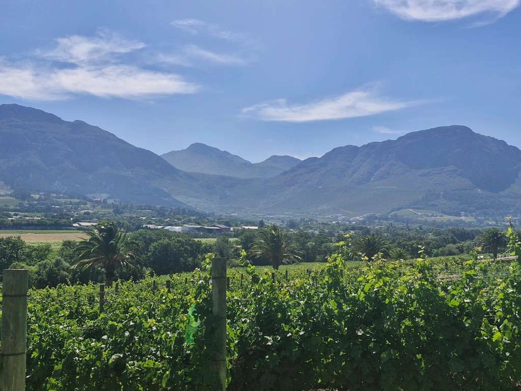 Wine in the Cape Tours