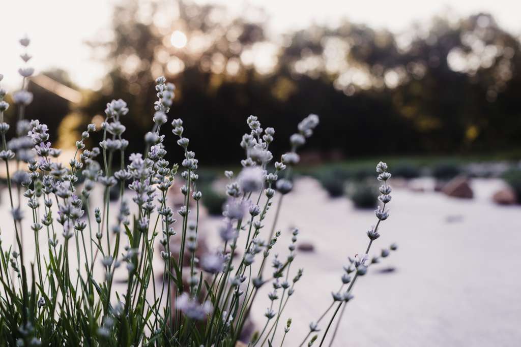 Schoemann's Fields of Paradise