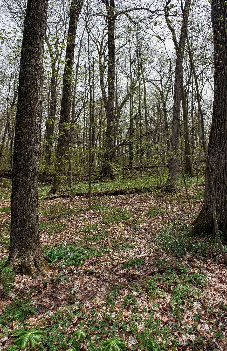 Kewaskum Maple-Oak Woods State Natural Area