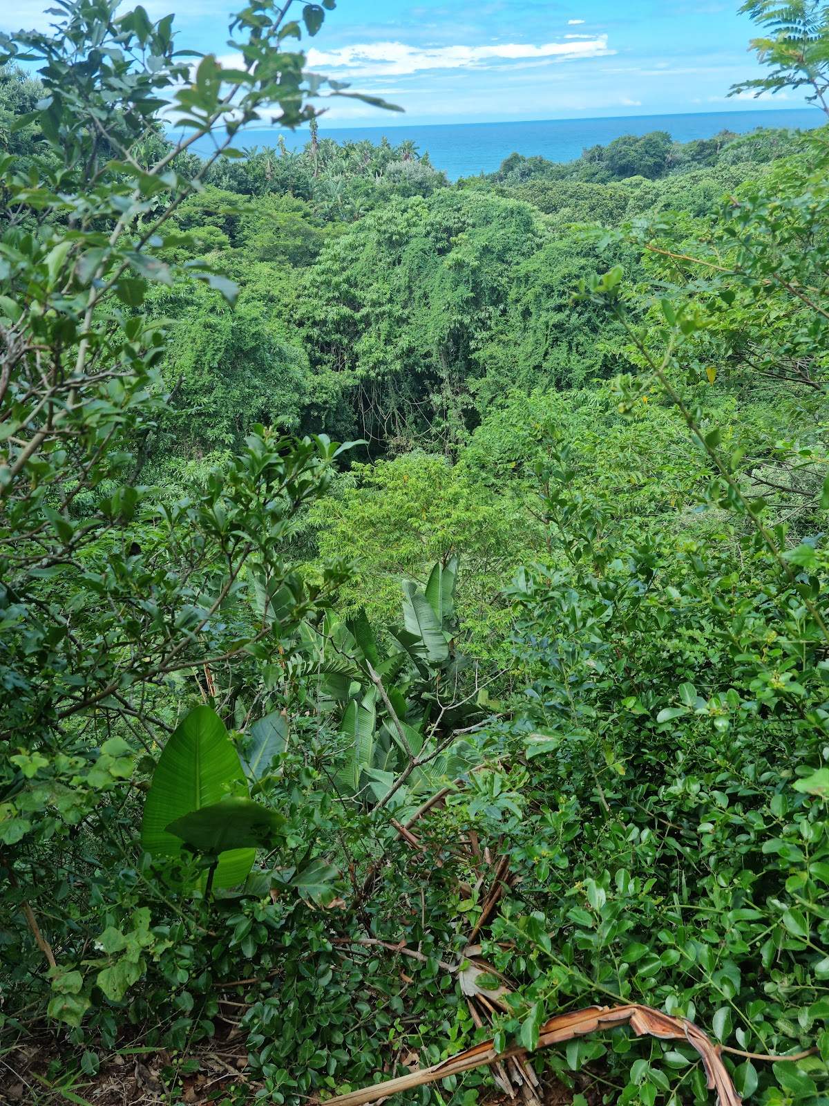 Zinkwazi Forest Trails
