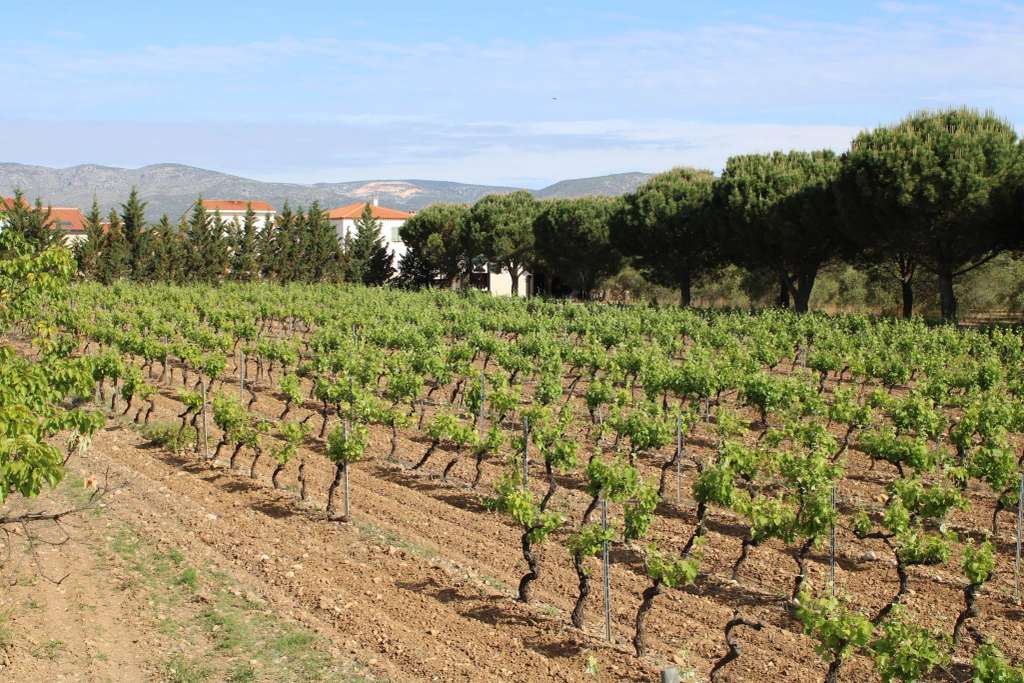 Domaine Fourty