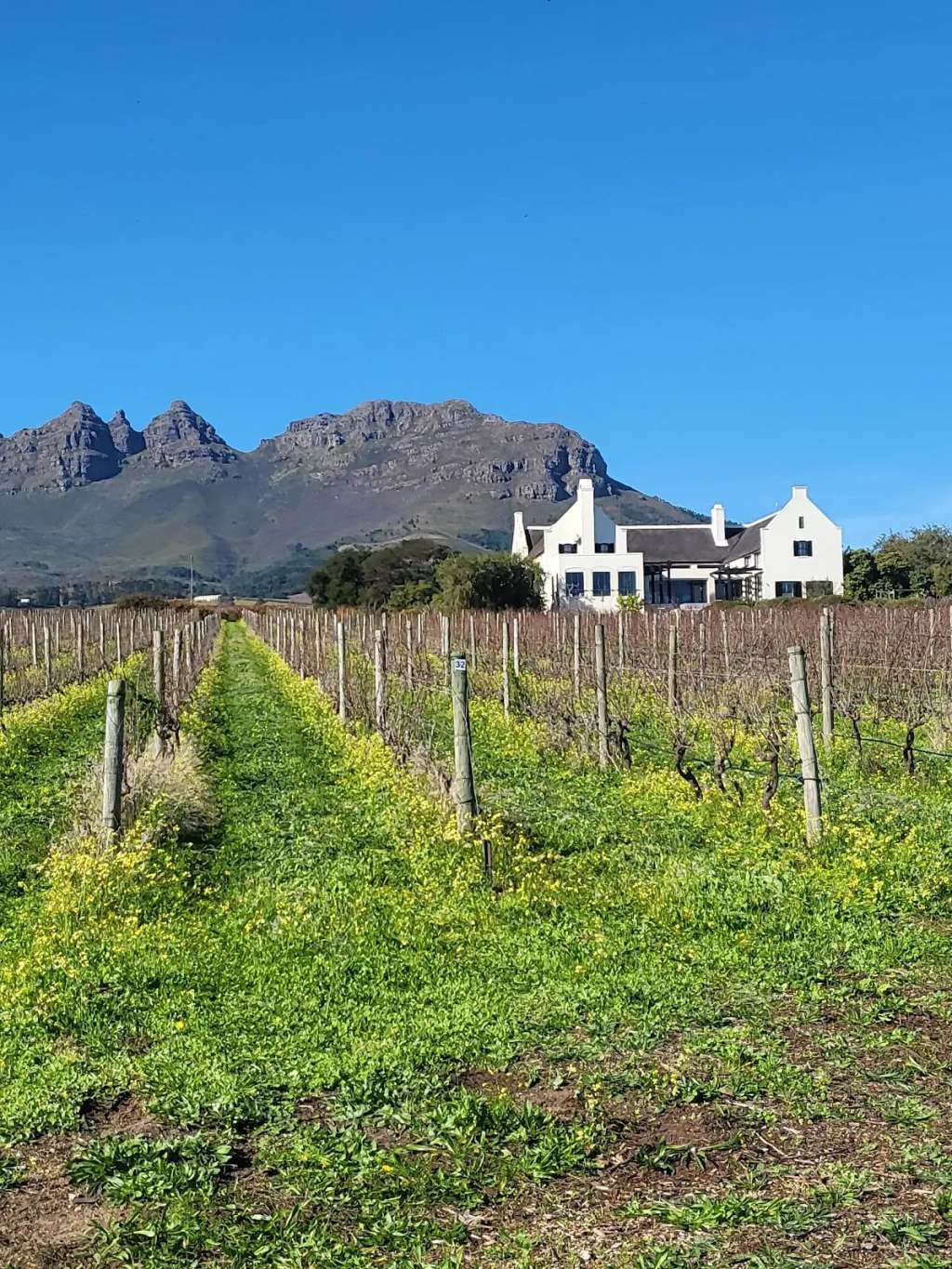 Stellenbosch wine tractor
