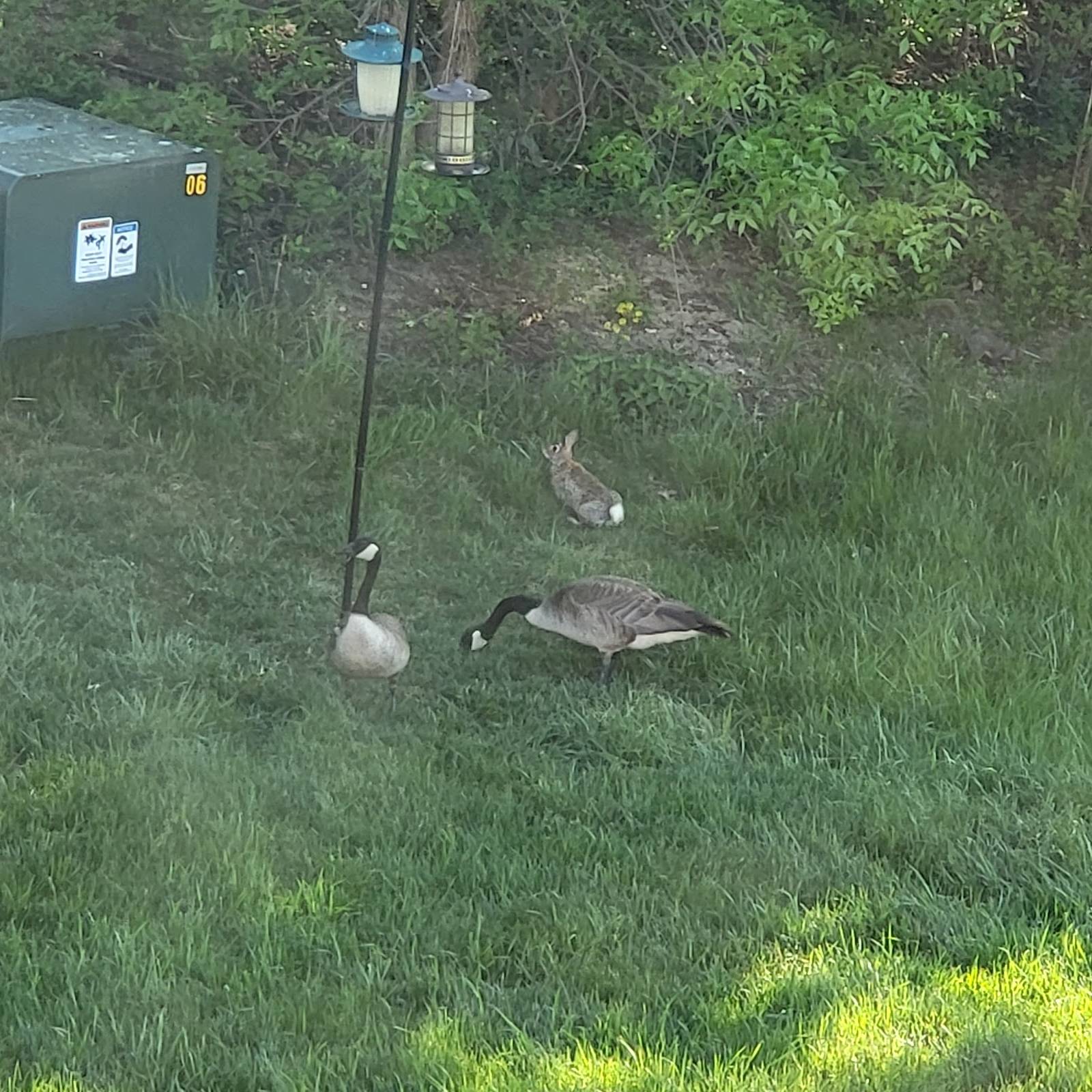Brown Deer